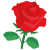 Full_Flower_Rose