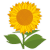 Full_Flower_Sunflower