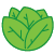 lettuce
