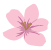pink_flower