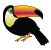 tucan_imma